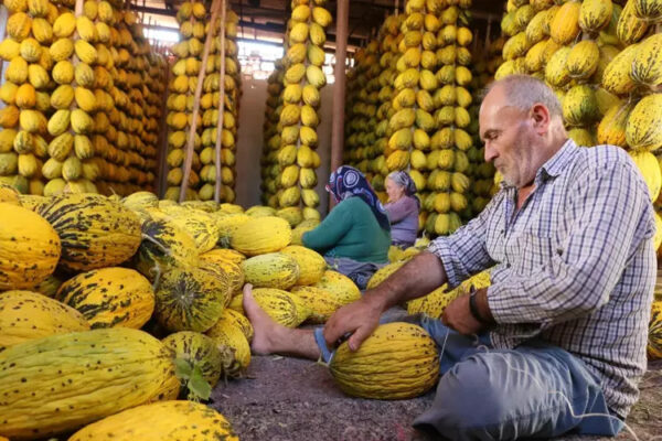 Ein Mann und zwei Frauen in der Türkei bereiten Kırkağaç-Melonen für das Aufhängen an hohen Holzgerüsten vor